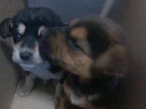 cuccioli di cane 1