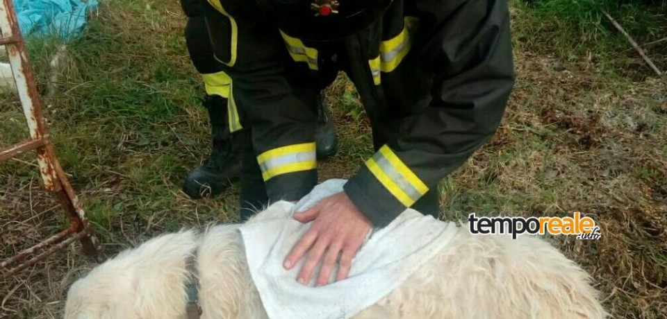 Gaeta / Cane salvo per miracolo vicino la spiaggia dell’Ariana