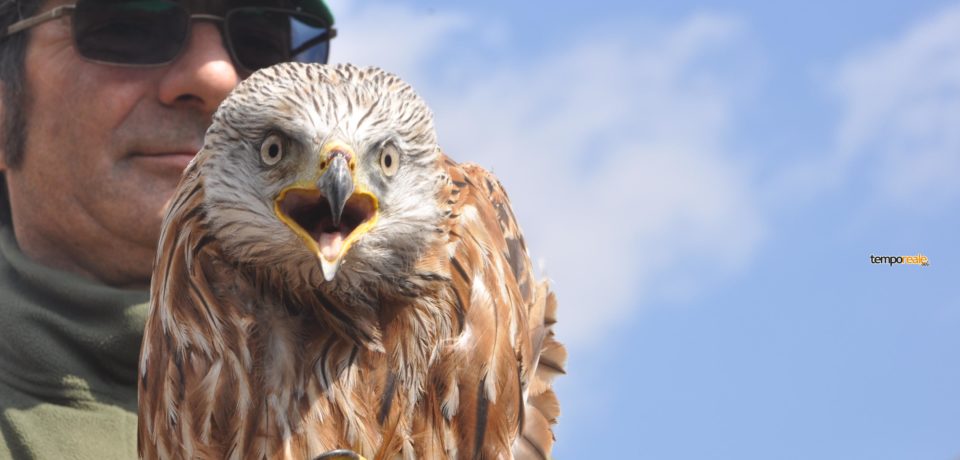 Itri – Nibbio Reale torna a volare #Foto