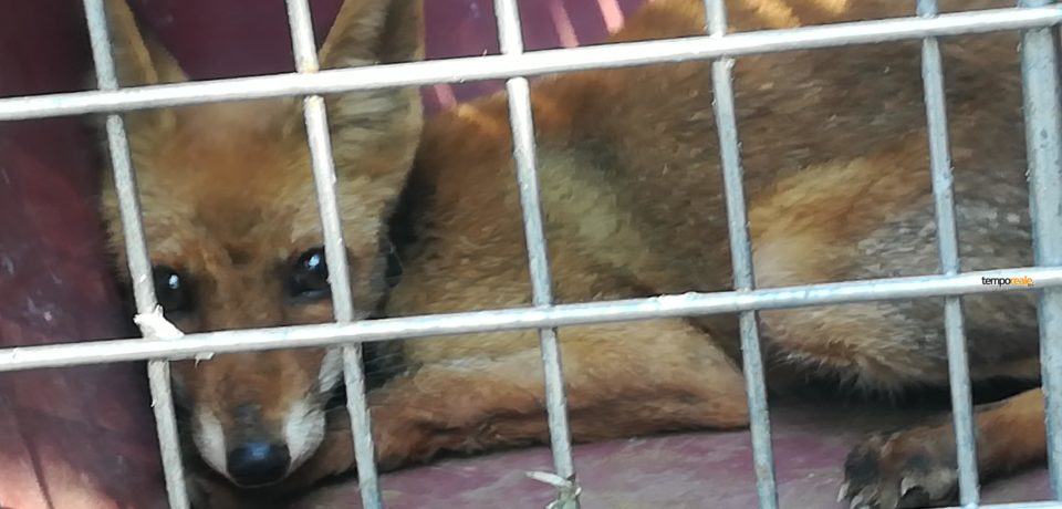 Formia / Una volpe ed alcuni uccelli con gravi lesioni rimessi in libertà (video)