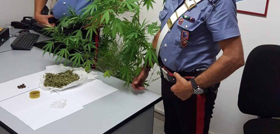 Minturno / Hashish nascosto nel wc e coltivazione di marijuana in casa, 33enne arrestato