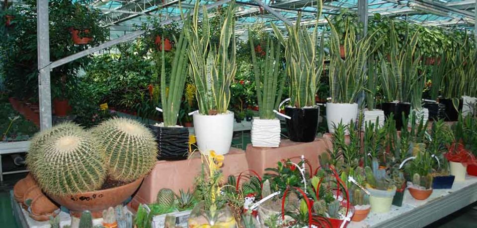 Formia / Campagna Telethon: il Garden Valerio aderisce in collaborazione con l’Airc (video)