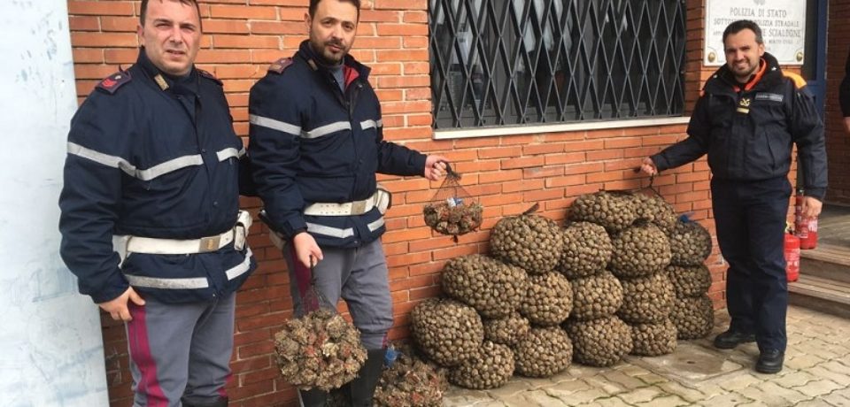 Cassino / Polizia sequestra e consegna alla capitaneria di Gaeta 350 kg di ostriche