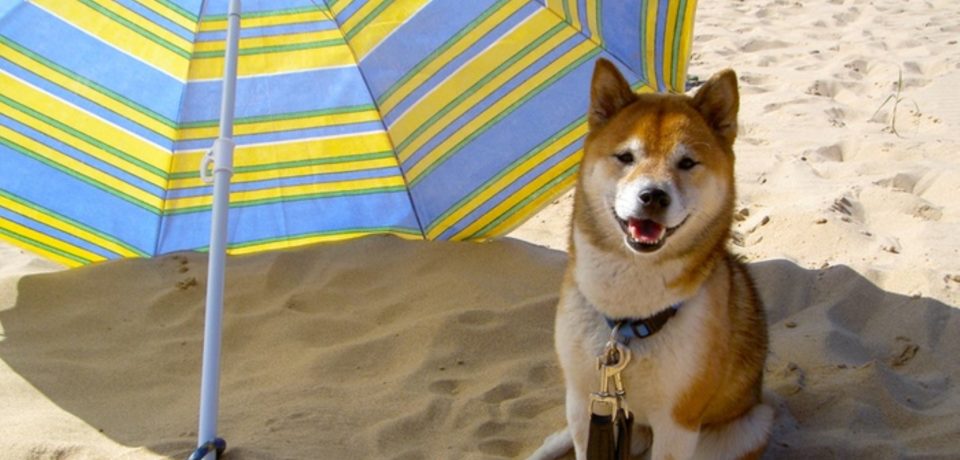 Minturno / No ai cani in spiaggia, il senatore Dessì: “Provvedimento illegittimo”