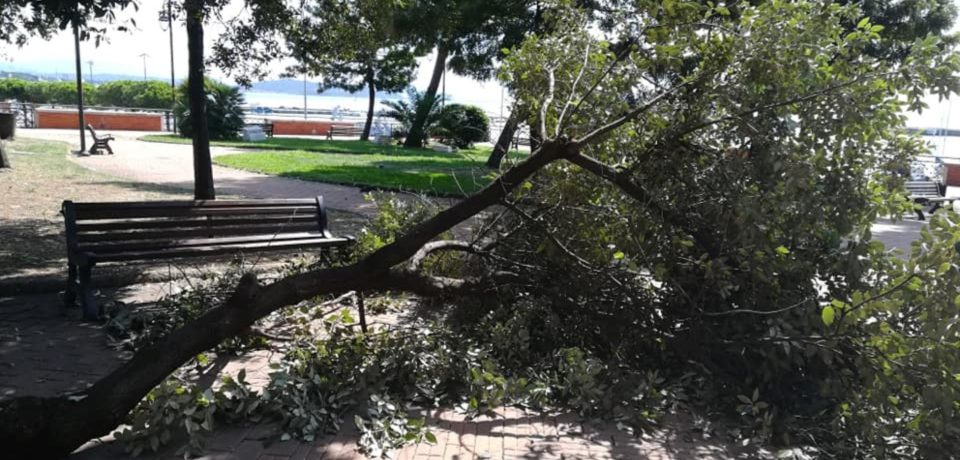 Formia / Ramo caduto nella villa comunale, Marciano chiede indagine conoscitiva