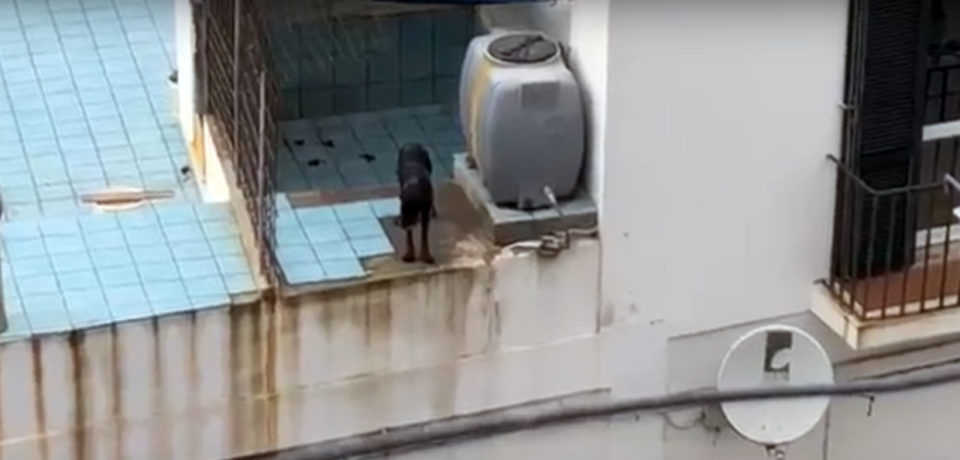 Video shock Ponza: cane costretto a vivere in una situazione agghiacciante