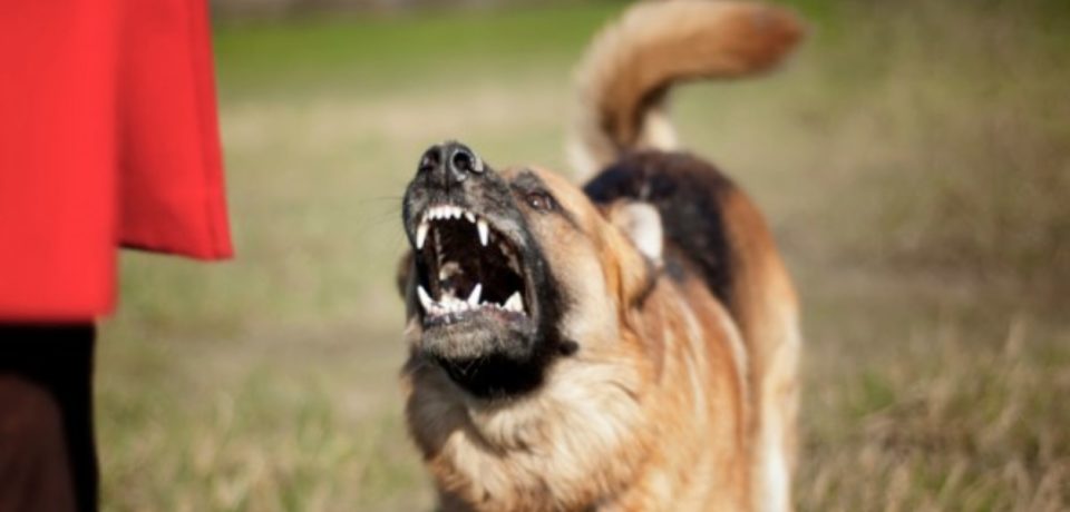 Fondi / Medico ucciso da un cane, l’autopsia conferma le ferite provocate dai morsi