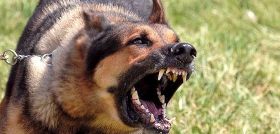 Fondi / Medico azzannato da un cane, mercoledì l’autopsia