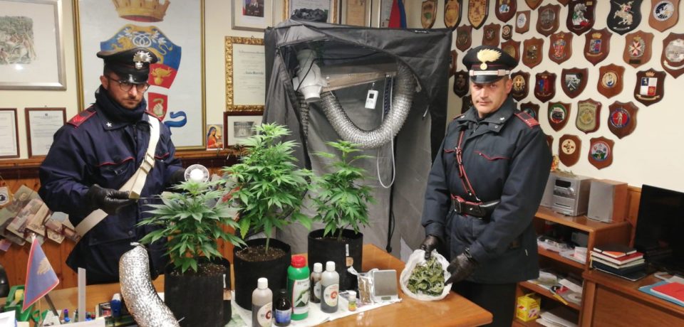 Fondi / Coltiva canapa indiana in casa, arrestata donna