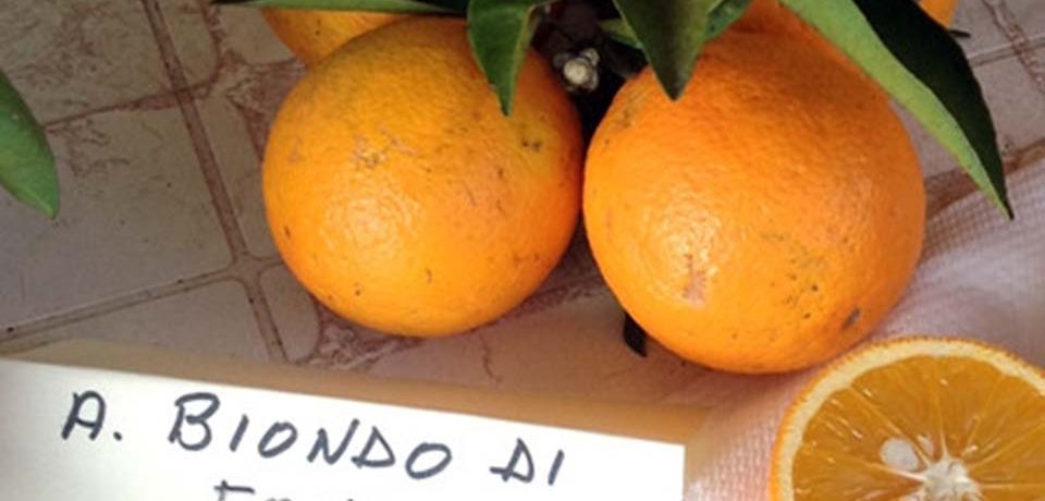 Birra all’arancia bionda di Fondi: la presentazione al Castello Caetani