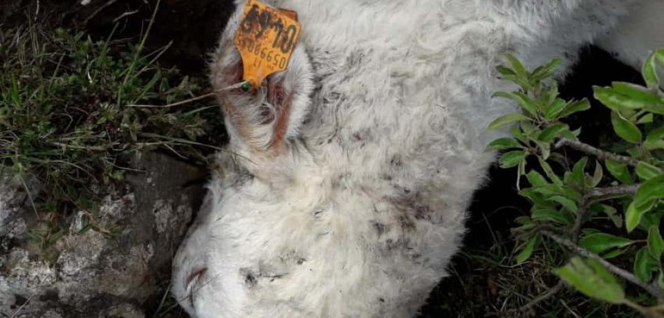 Formia / Randagismo, ancora attacchi al bestiame sui Monti Aurunci