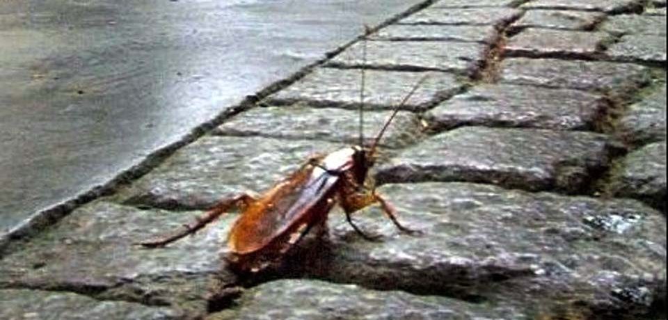 Formia / Invasione di blatte e strade dissestate, le critiche del consigliere Conte