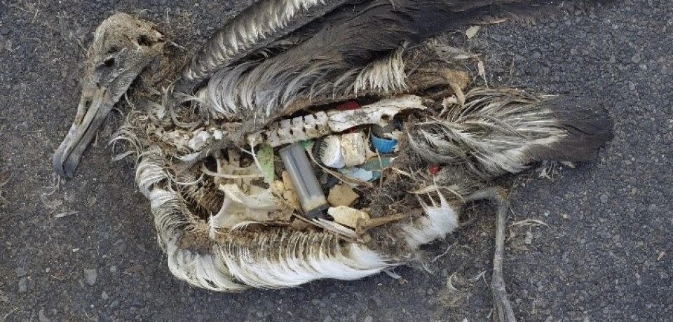 Il Parco Riviera di Ulisse aderisce alla campagna “Plastic Free Challenge”