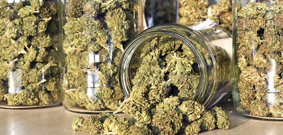 Marijuana legale: come acquistarla su JustBob