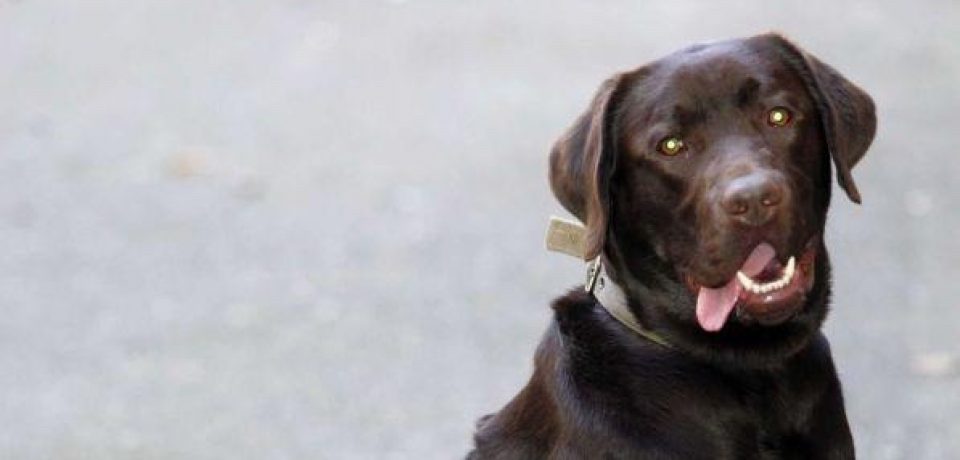 Minturno / Lega il cane all’auto e lo trascina: denunciato medico