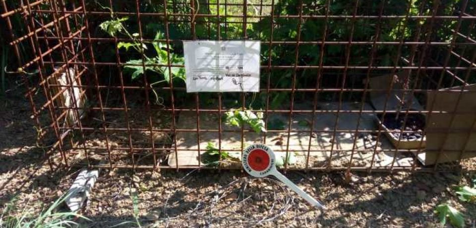 Castelforte / Blitz antibracconaggio, sequestrati una gabbia e lacci con cappio a strozzo