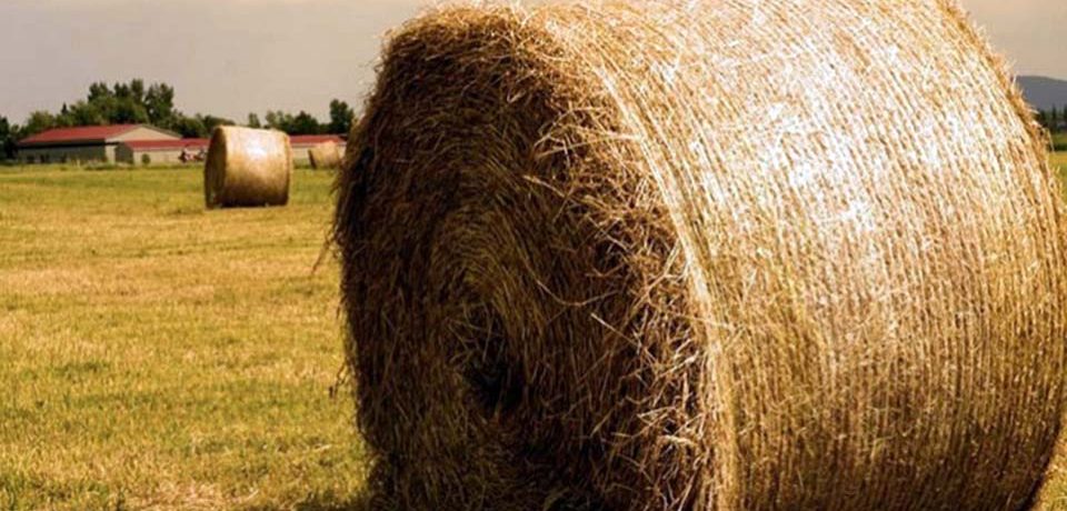 Santi Cosma e Damiano / Sviluppo delle attività agricole, pubblicato il bando