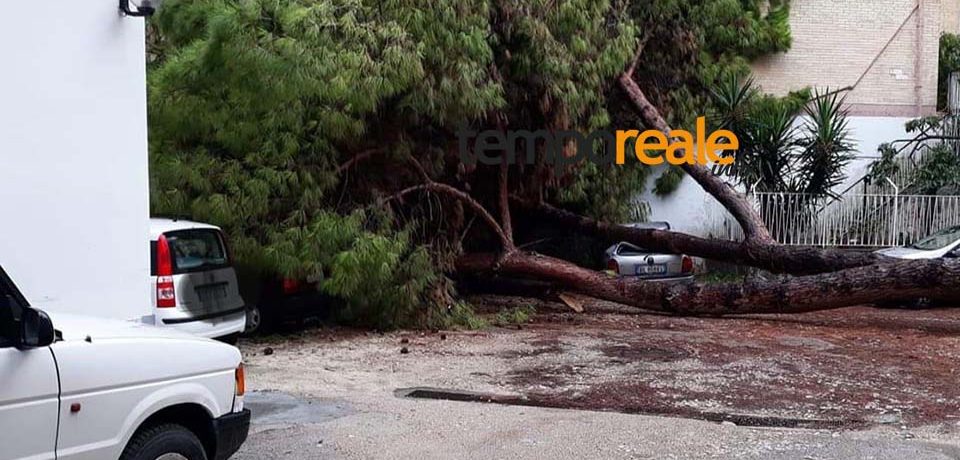 Gaeta / Maltempo, due alberi abbattuti dal vento e caduti su due auto