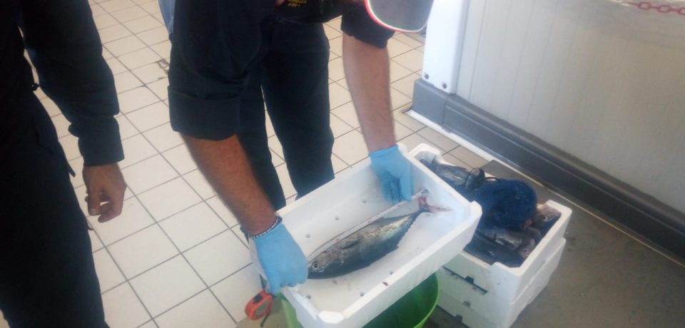 Gaeta / Tonno rosso, la Guardia Costiera sequestra venti esemplari pescati