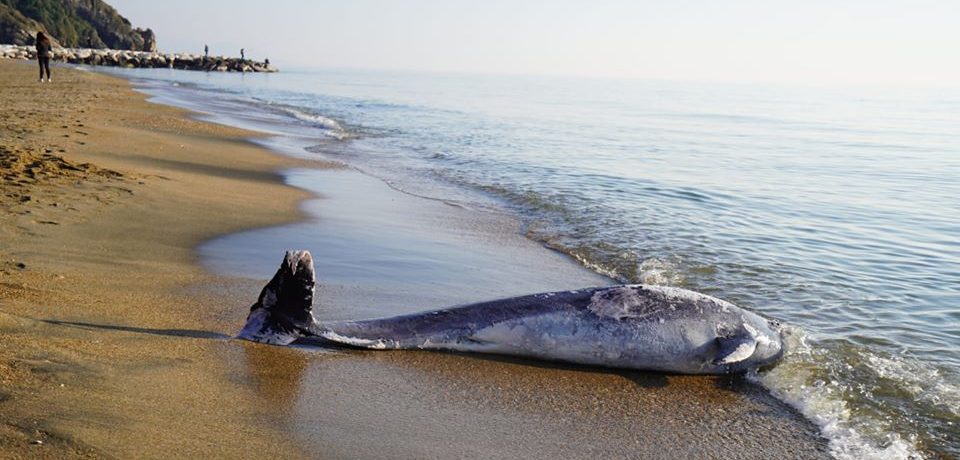 Minturno / Ritrovato un delfino morto sulla spiaggia