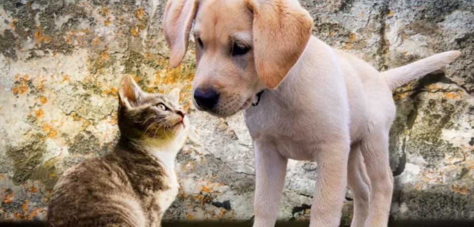 Coronavirus, veterinario di Scauri segnalato per aver diffuso false notizie su contagio da animali