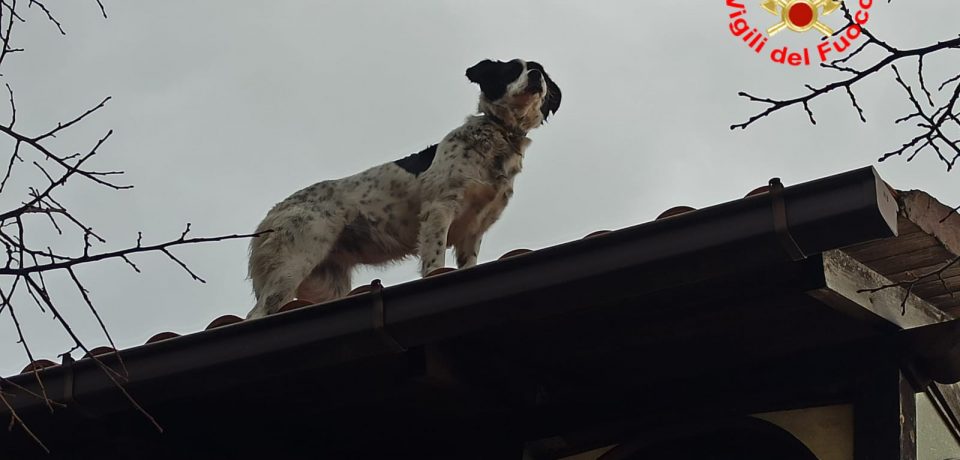 Formia / I vigili del fuoco salvano il cane Luna salito sul tetto di un’abitazione