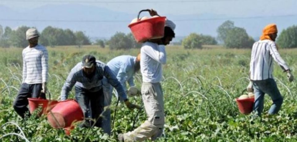 Coronavirus, braccianti ammassati nei furgoni nonostante i divieti del Decreto: 27 denunciati