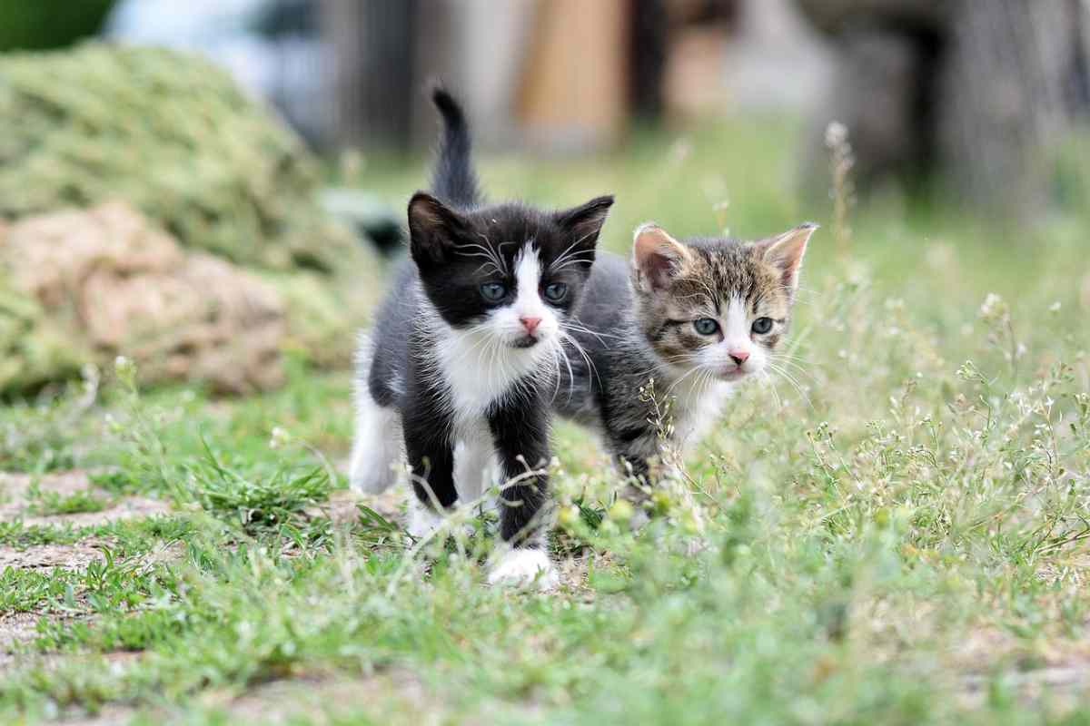 gatti animali domestici