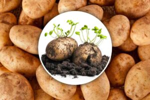 patate germogliate nel cerchio