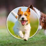 Cane che corre