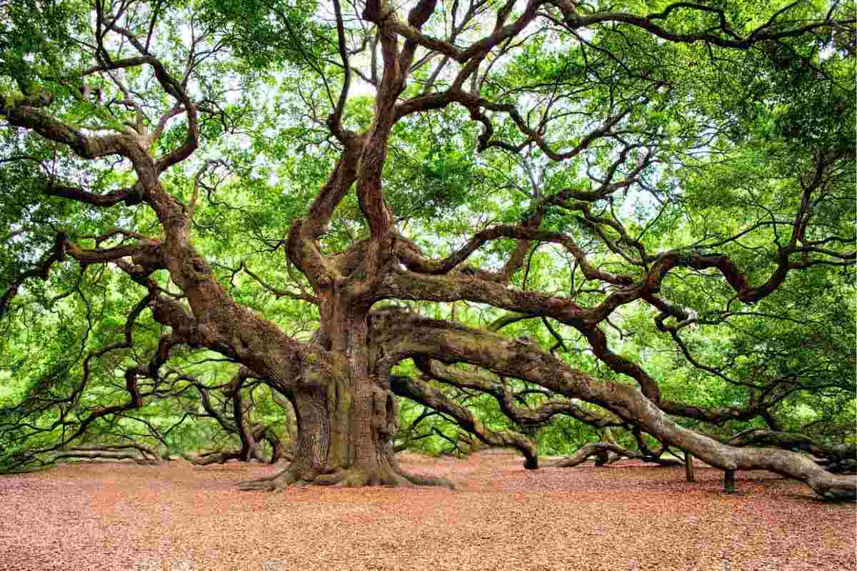 Albero secolare