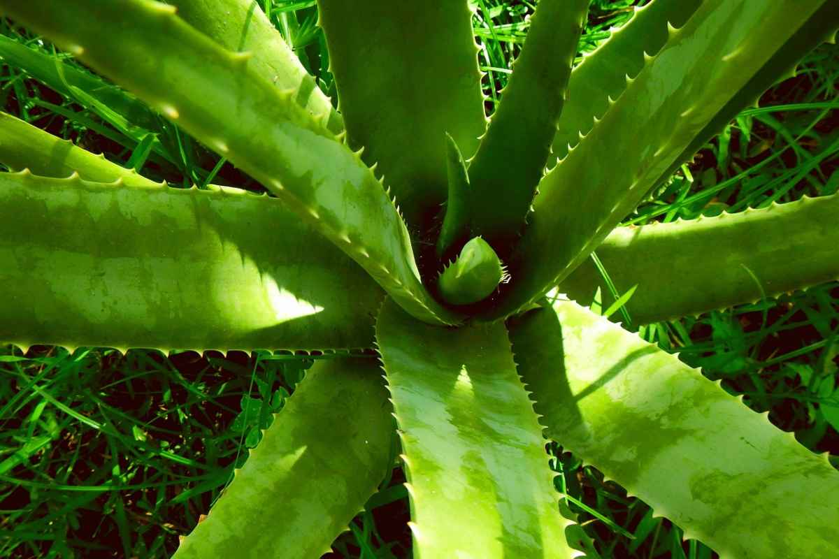 Pianta di Aloe Vera