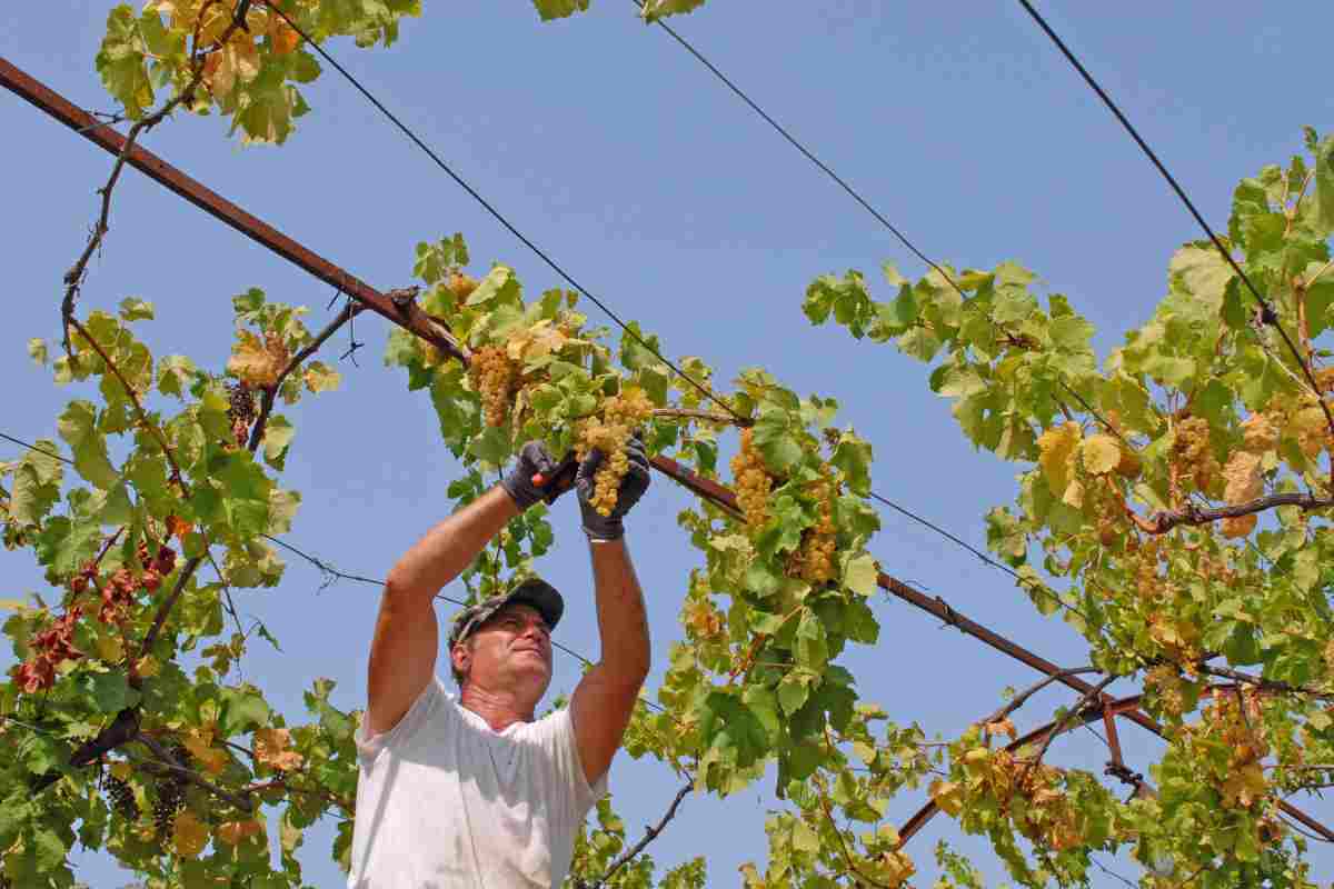Lavoratore agricolo si occupa di una vite