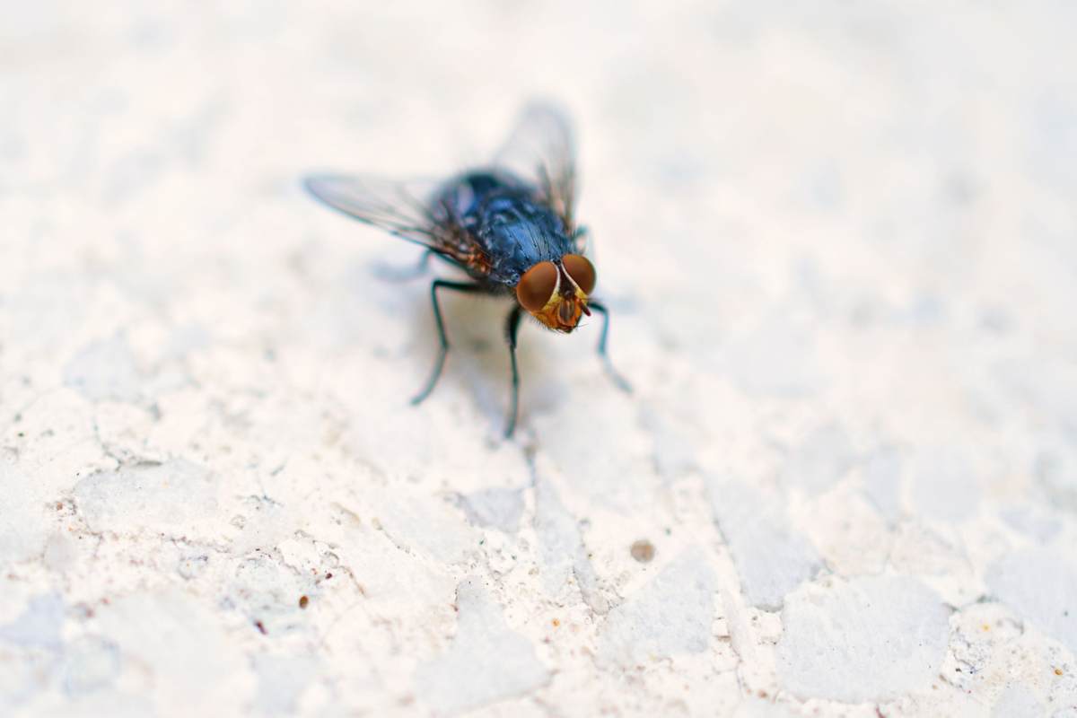 Mosca in primo piano