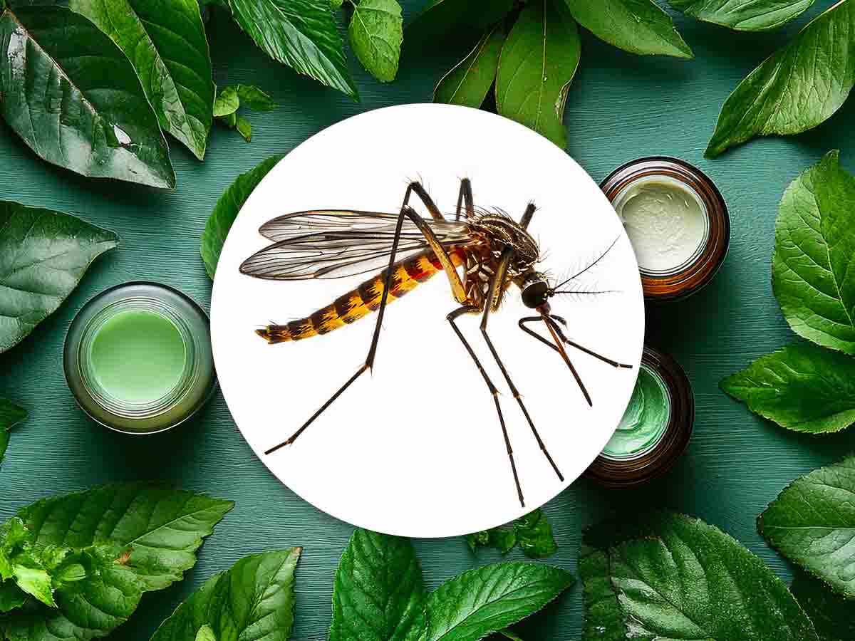 Il rimedio naturale che utilizzano tutti: così non avrai più zanzare in casa Il rimedio naturale che utilizzano tutti: così non avrai più zanzare in casa