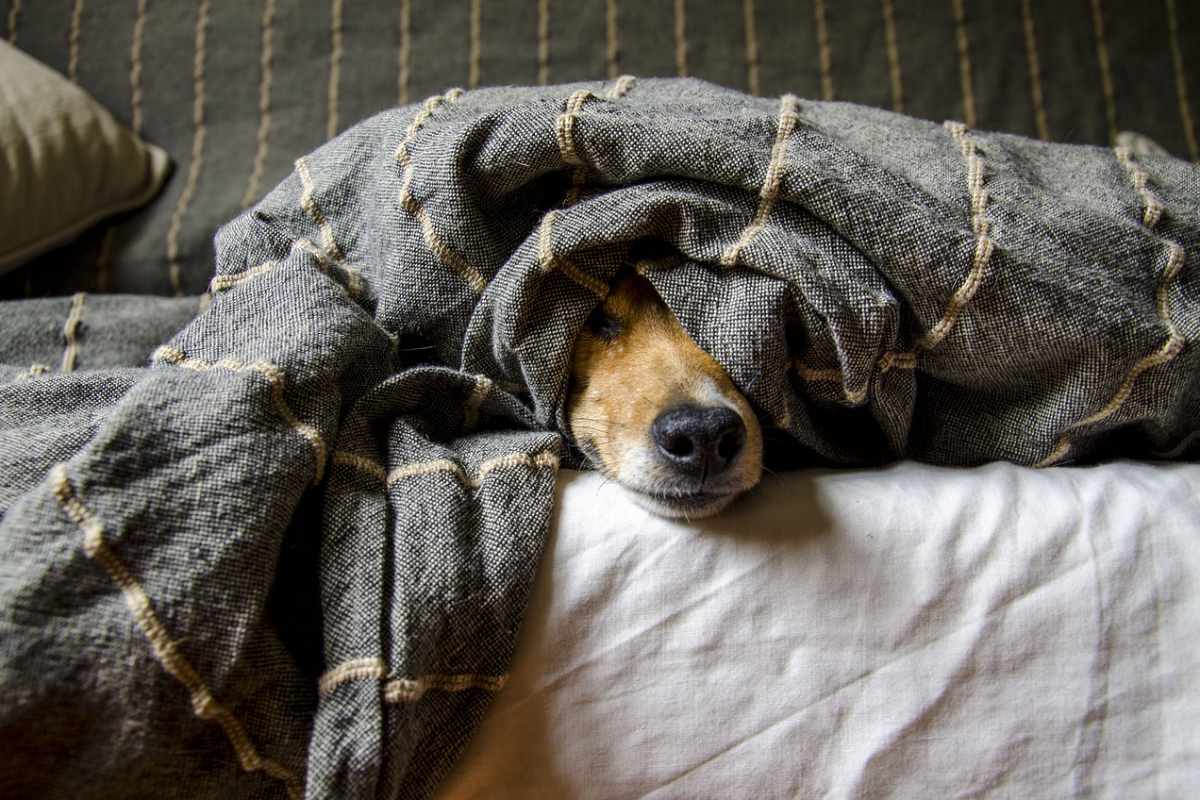 cane sotto coperte
