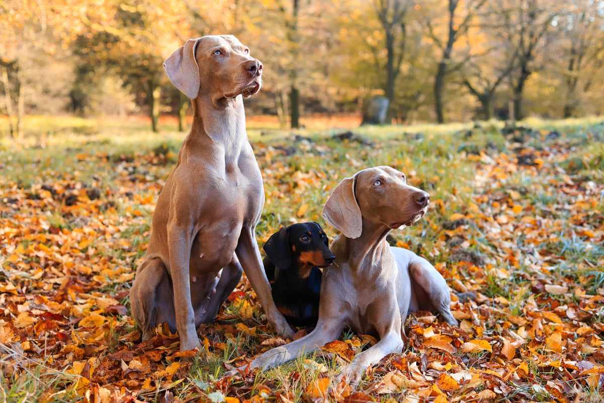 Bonus TARI 750 euro, solo a chi ha i cani: ma è giusto? Bonus TARI 750 euro, solo a chi ha i cani: ma è giusto?
