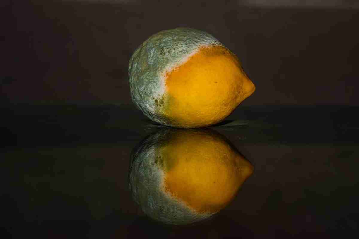 limone marcio