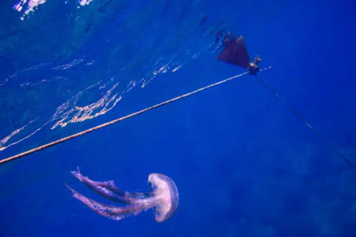 medusa a mare