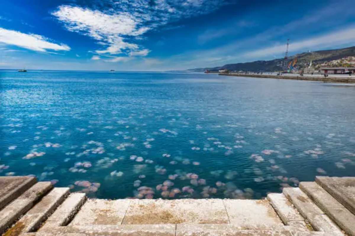 serie di meduse