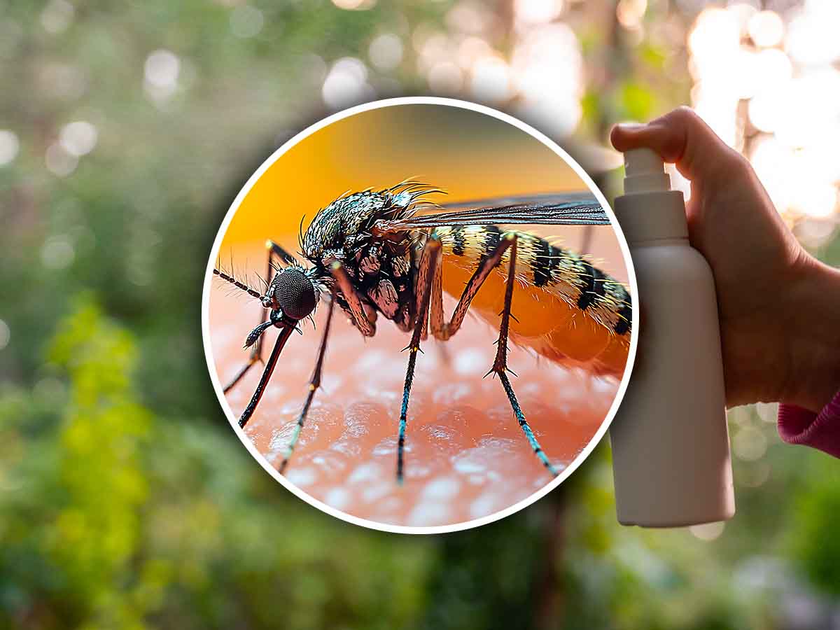 Mai più mosche e zanzare in casa: il rimedio naturale che utilizzano tutti Mai più mosche e zanzare in casa: il rimedio naturale che utilizzano tutti