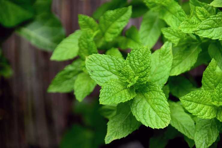 una pianta di menta