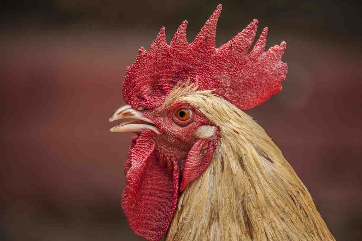 pollo
