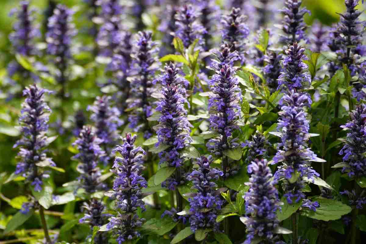 Pianta di Ajuga Reptans