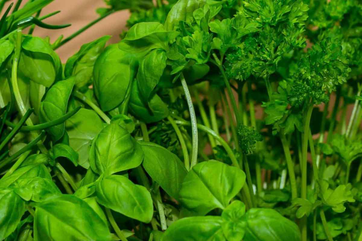 Basilico e prezzemolo