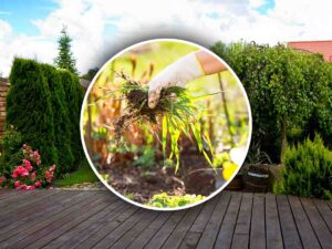 Erbacce in giardino