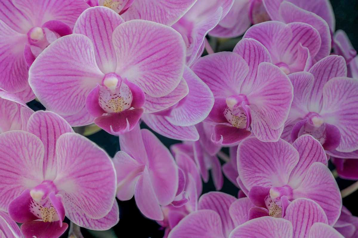 Orchidee