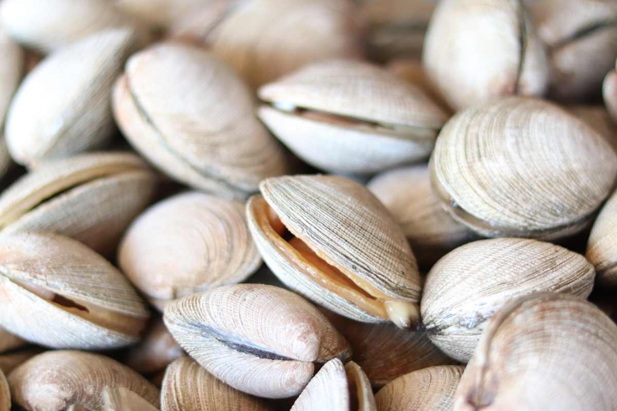 Vongole