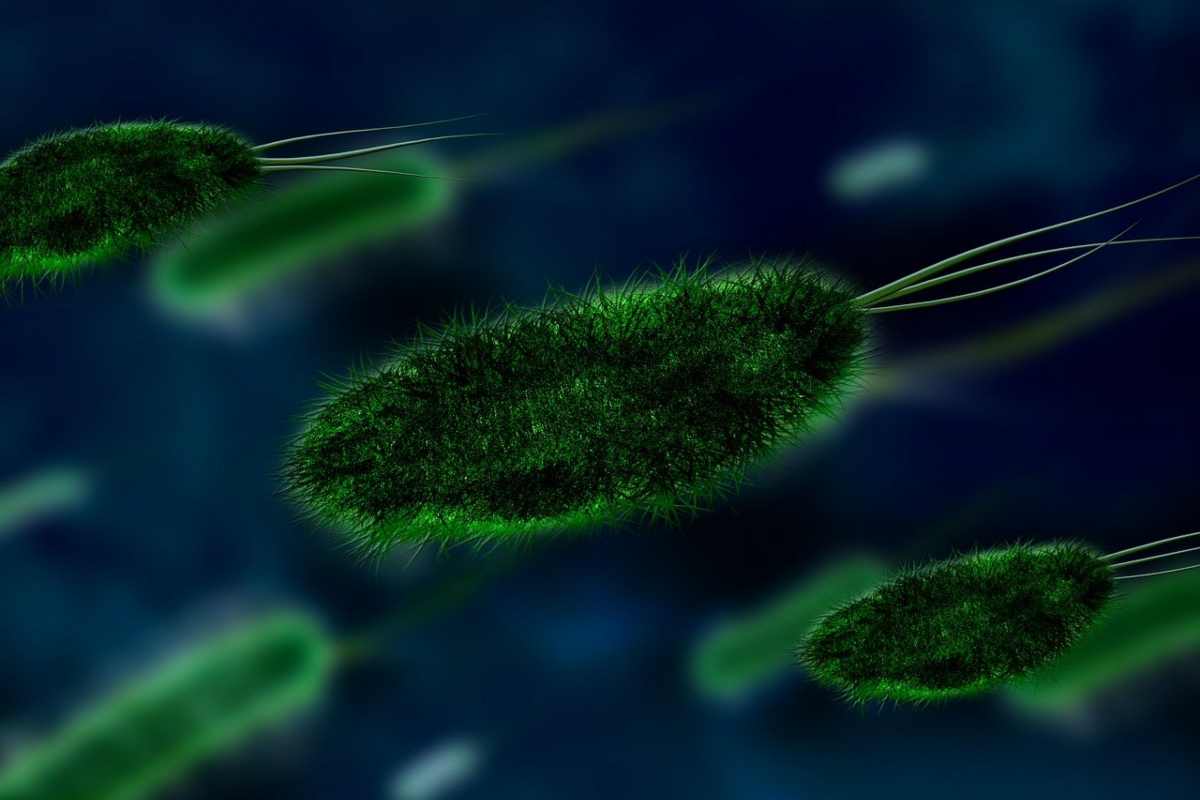 Allarme listeria, buttate subito questo alimento: la nota del Ministero Allarme listeria, buttate subito questo alimento: la nota del Ministero