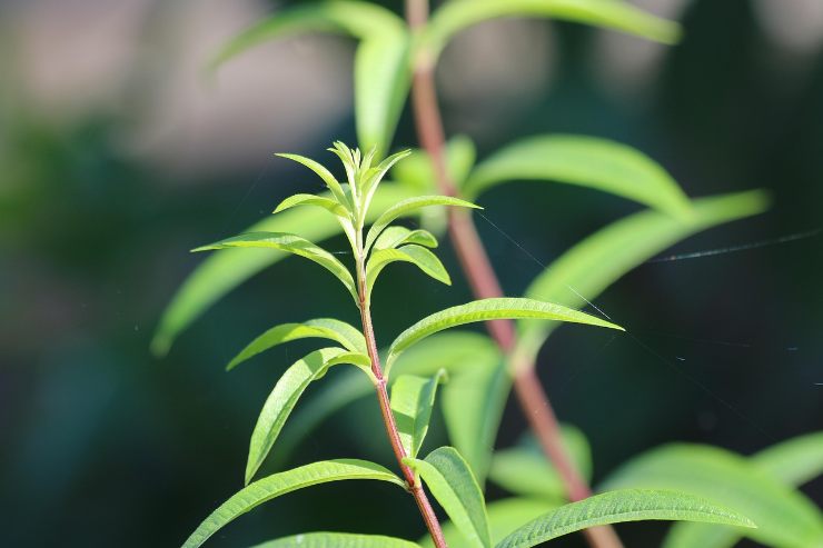 una pianta di citronella
